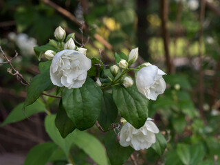 Philadelphus 'Virginal', white blooming flowers among green leaves in natural habitat