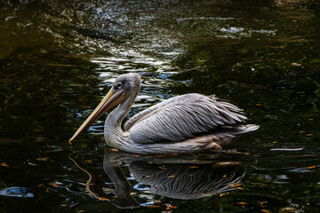 A pelican gracefully swimming on a calm, reflective body of water surrounded by dark foliage. Pelicans (genus Pelecanus) are a genus of large water birds that make up the family Pelecanidae.