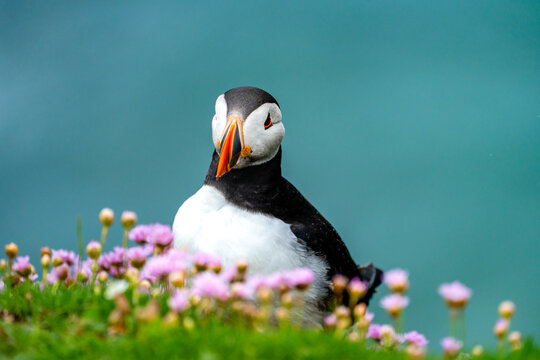 Papageientaucher im Bl&uuml;tenmeer mit Meereshintergrund auf Saltee Island