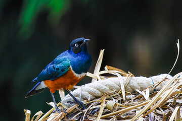Colorful bird perched on a nest made of straw and rope, with a blurred green background. The superb starling (Lamprotornis superbus) is a member of the starling family of birds. 