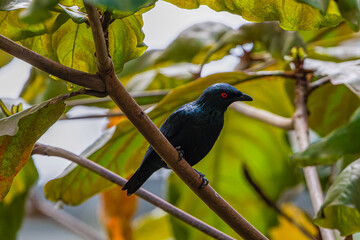 The metallic starling (Aplonis metallica), shining starling, sitting on a branch. The bird features a glossy black plumage with bright red eyes.