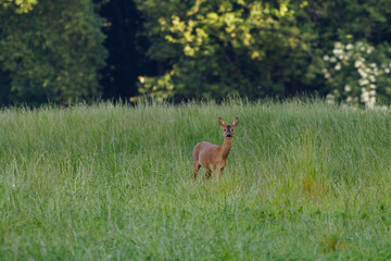 A deer with small antlers stands on a gravel path, surrounded by lush green foliage. A deer or true deer is a hoofed ruminant ungulate of the family Cervidae (informally the deer family