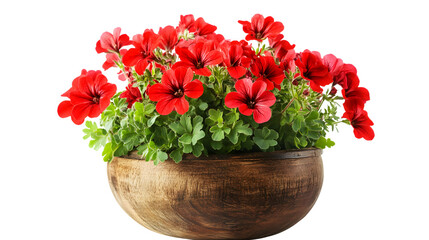 Vibrant Red Geranium Flower in Wooden Pot Isolated on Tranasparent Background