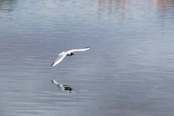 A seagull flying over calm water, reflecting its image on the surface. The black-headed gull (Chroicocephalus ridibundus) is a small gull that breeds in much of the Palearctic in Europe and Asia