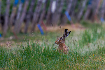 A brown hare sits alert in tall grass with a blurred wooden fence in the background. The European...