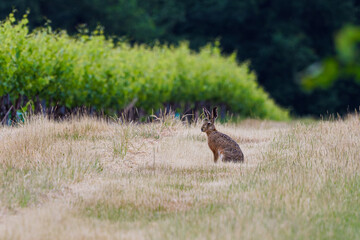 A hare sits in a grassy field near a vineyard, surrounded by lush greenery. Rabbit (Oryctolagus cuniculus) looking in a field