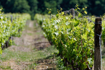 A lush vineyard with rows of grapevines under a clear sky.