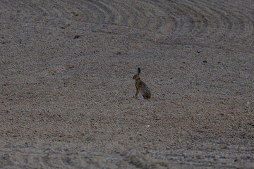 A lone hare sits in a vast, barren field with textured soil, creating a sense of solitude and...