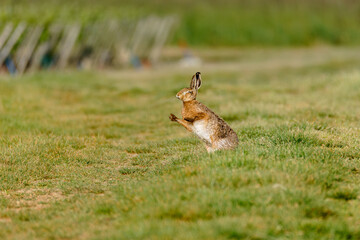 A brown hare stands alert in a grassy field, with blurred background. The European hare (Lepus europaeus), also known as the brown hare, is a species of hare native to Europe and parts of Asia.