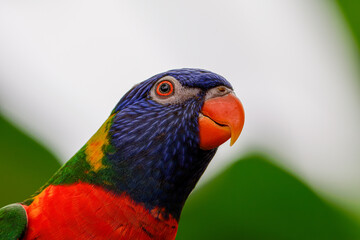 Close-up of a colorful parrot with vibrant plumage against a blurred green background. Loriinae is a subfamily of psittacine birds, one of the six subfamilies that make up the family Psittaculidae.