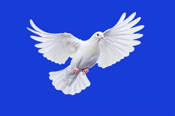 鳩　立体　3D