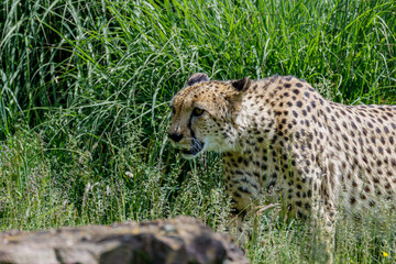 A cheetah prowling through tall grass in a natural habitat, showcasing its spotted coat and focused gaze. The cheetah (Acinonyx jubatus) is a large cat and the fastest land animal