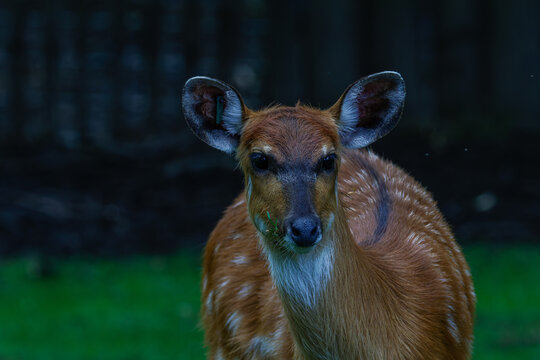 A close-up of a young bushbuck with wet fur, standing on green grass. The Cape bushbuck (Tragelaphus sylvaticus), also known as imbabala
