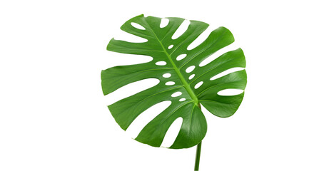 A vibrant monstera leaf radiating freshness against a stark backdrop whispering tales of on transparent background