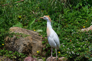 A white bird with a red beak perched on lush green foliage, surrounded by dense leaves. The western...
