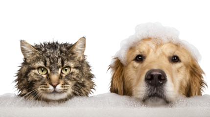 Adorable cat and dog peeking over a bubble bath, showcasing their playful personalities.