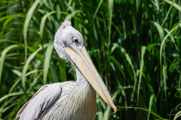 Close-Up of Pelican with Lush Green Background. Pelicans (genus Pelecanus) are a genus of large water birds that make up the family Pelecanidae.