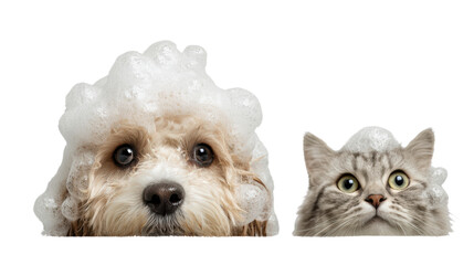 Adorable dog and cat with fluffy soap suds on their heads, isolated on white background, perfect for pet grooming concepts.