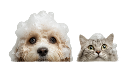 Adorable dog and cat with fluffy soap suds on their heads, isolated on white background, perfect for pet grooming concepts.