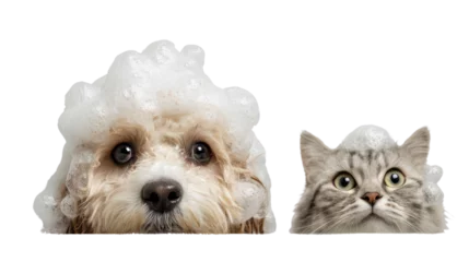 Selbstklebende Fototapeten Adorable dog and cat with fluffy soap suds on their heads, isolated on white background, perfect for pet grooming concepts. © CStock