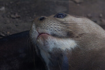 Fototapeta premium Close-up of an otter's face with a focus on its eye and whiskers. The Eurasian otter (Lutra lutra), also known as the European otter