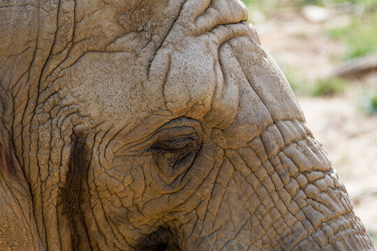 A Close-up of a African elephant eye, and wrinkled skin, showcasing texture. Loxodonta africana