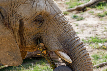 A Close-up of a African elephant eye, and wrinkled skin, showcasing texture. Loxodonta africana