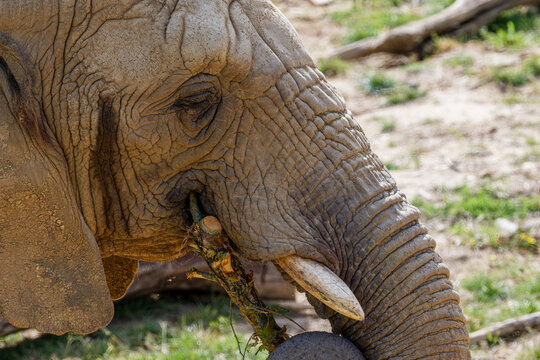 A Close-up of a African elephant eye, and wrinkled skin, showcasing texture. Loxodonta africana