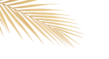 A captivating golden palm frond whispers of tropical escape bathed in elegant light against on transparent background