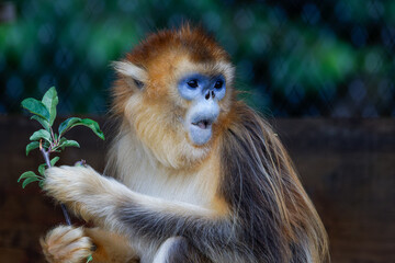 Golden monkey holding a branch with leaves, looking alert. The golden snub-nosed monkey (Rhinopithecus roxellana) is an Old World monkey in the subfamily Colobinae