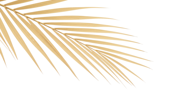 A captivating golden palm frond whispers of tropical escape bathed in elegant light against on transparent background