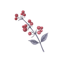 Wolfberry, poisonous red berries with gray leaves. Watercolor illustration.