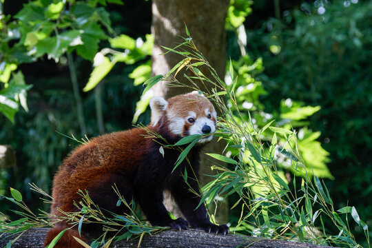 A red panda sitting on a log, surrounded by lush green bamboo leaves.