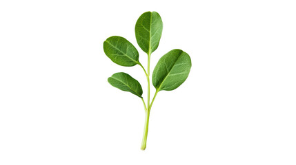 An elegant branch with vibrant green leaves, isolated on a white background.