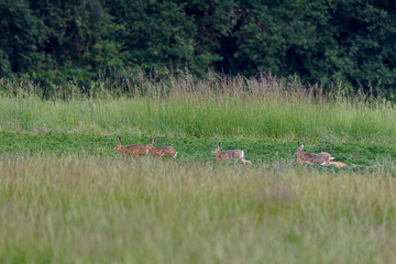 Four hares running through a grassy field with a forest backdrop. A large group of The European hare (Lepus europaeus), also known as the brown hare