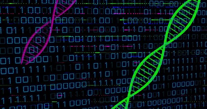 Glitch forcing pink and green DNA helices spinning inward over binary code illustrating data merge