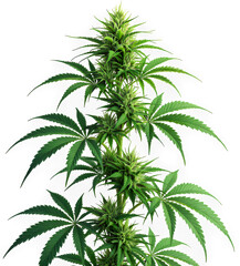 Green Cannabis Plant, Isolated Transparent Background, Botanical Design Element