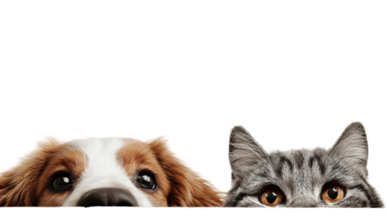 Close-up of a dog's and a cat's eyes peeking above a surface, showcasing their curiosity and companionship.