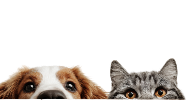 Close-up of a dog's and a cat's eyes peeking above a surface, showcasing their curiosity and companionship.