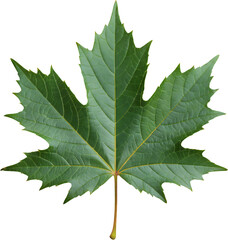 Green Maple Leaf, Isolated Transparent Background, Minimalist Design Element