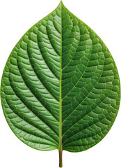 Green Leaf, Isolated Transparent Background, Minimalist Design Element