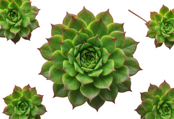 Green Succulent, Isolated Transparent Background, Modern Design Element
