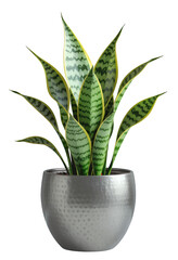 Green Snake Plant, Isolated Transparent Background, Modern Design Element