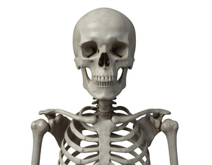 Human Skeleton, Isolated Transparent Background, Medical Design Element