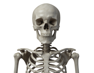 Human Skeleton, Isolated Transparent Background, Medical Design Element