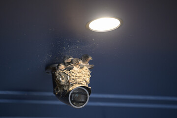 監視カメラの上の、もうすぐ巣立ちする燕の巣