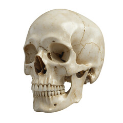 Human Skull, Isolated Transparent Background, Realistic Design Element