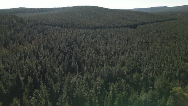 Smooth upward camera movement starting from the treetops of a dense green forest and gradually rising toward the distant horizon, revealing a wide natural landscape and creating a calm.