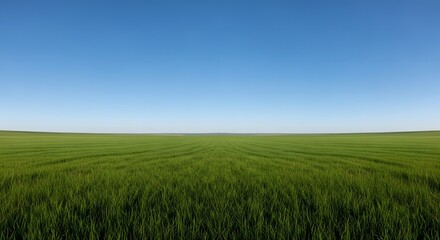 Obraz premium Endless green field under bright blue sky