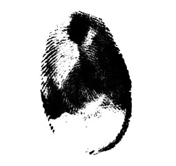 High resolution isolated black fingerprint on white background
